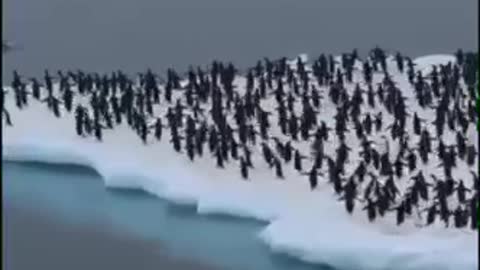 penguins🐧