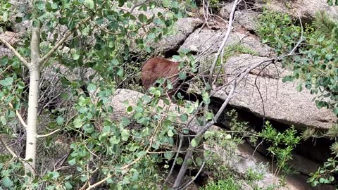 Black Bear in Pikes Peak