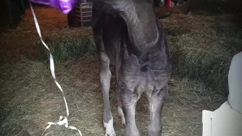 Spoons the orphaned foal plays with a balloon