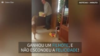 Cão se emociona com seu presente de natal: um filhote!