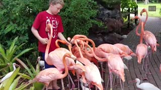 Flamingos at Santa Rosa Gardens