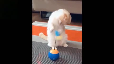 funny cats and dog playing