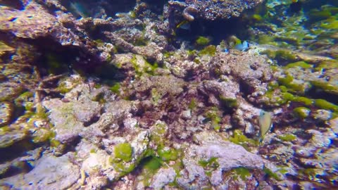 BEST SNORKELING IN THE WORLD PART 4