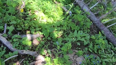 Surprise Proposal In The Forest