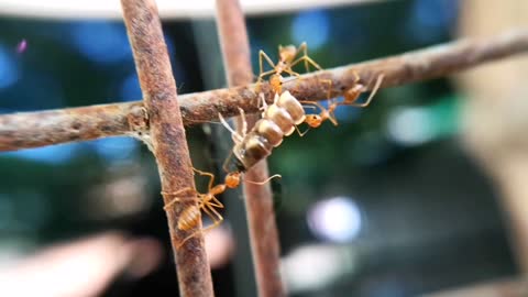 Antlion Traps and Devours Victim | Empire of the Desert Ants