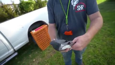 Training My Labrador Retriever with Live Pigeons