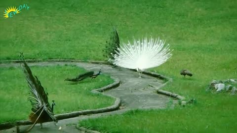 Peacock dance and peacock sound