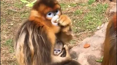 A golden mother feeding while taking care of the youngest member of the family