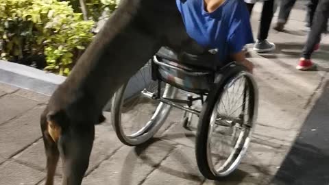 Dog Goes the Extra Mile for Man in Wheelchair