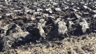 plow day 2020 pt 2