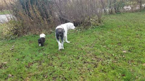 Old English Sheepdogs