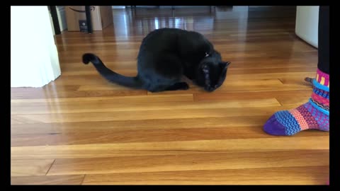 Training cat to follow and sit