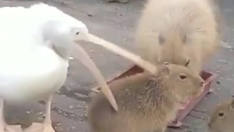 A hungry pelican sizing up its next meal.