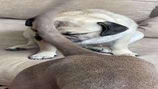 Pug Shows Unbelievable Patience