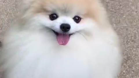 Cute dog