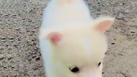 Cute funny dog