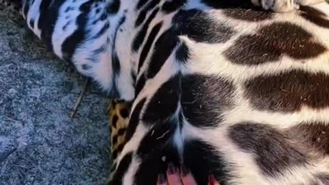 The Fat Leopard