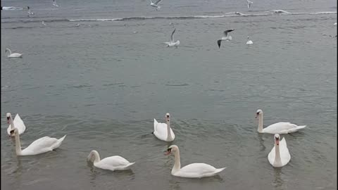 Swangs on the black sea