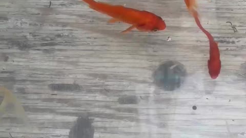 Goldfish swim happily in the fish tank.