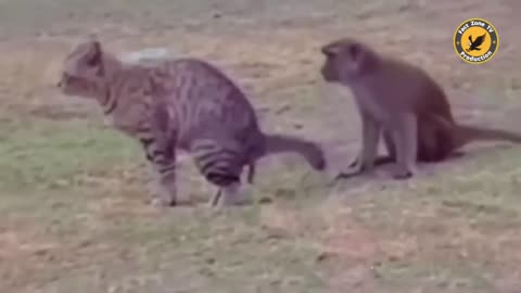 Funny Animal Video - Part 2