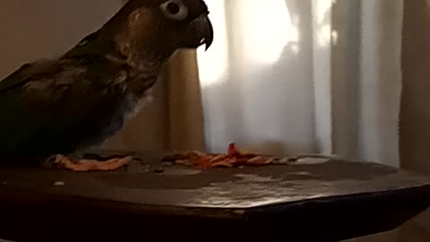 Rocky eating fruit pebbles