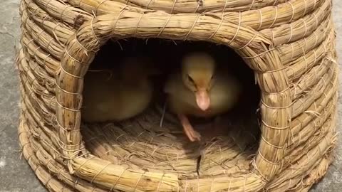 Duckling bath