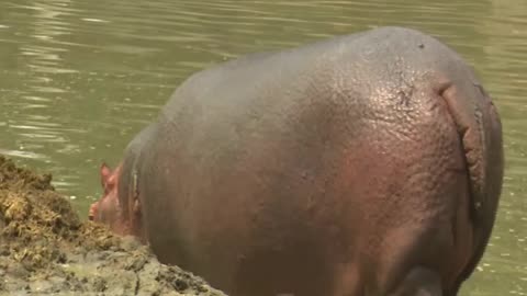 Hippopotamush