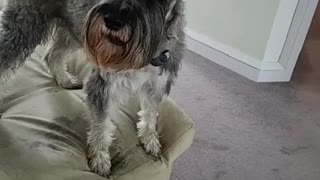 Fafner the Schnauzer Sings "Good Doggie"