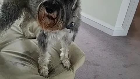 Fafner the Schnauzer Sings "Good Doggie"