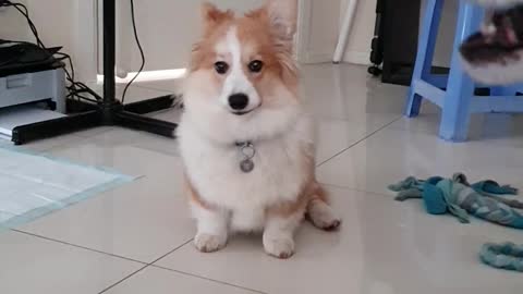 Husky Teaches Corgi Puppy to Howl