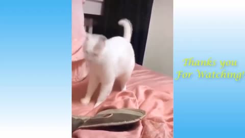 Funny and Cute Cat Life 👯 😺