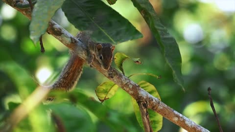 western striped squirrel climbing on tree branch