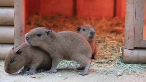 Baby Capybaras 😍😍😍😍😊😊😊