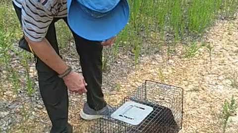 Groundhog Day to go home Woodchuck/Groundhog release with Harmony working the camera