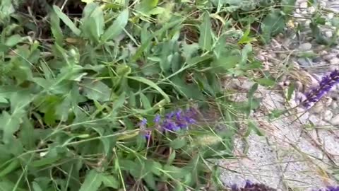 Small purple flowers by the side of the road