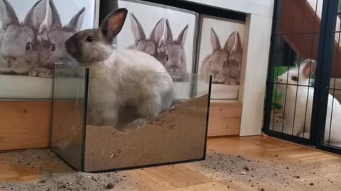 Funny Rabbit digging soil in House