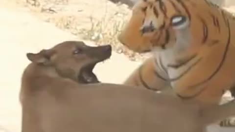 animal comedy 02 | Dog prank tiger | try to not laugh | funny video