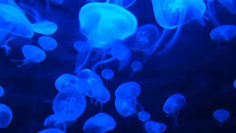 Moon jellyfish