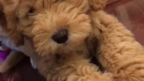 Golden doodle puppy dog not sure about phone video