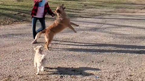 Intense Dog goes crazy after balloon