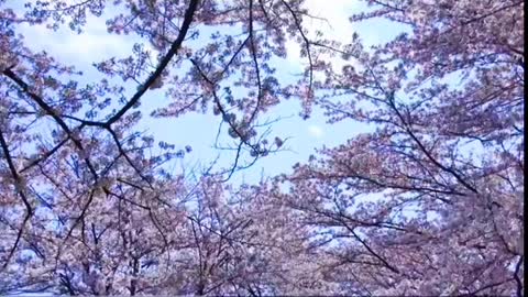 Cherry blossoms in the sun