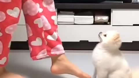 Dancing Dog Video