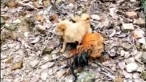 Dog VS Chicken Fighting Funny Vid