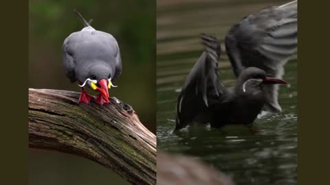 Inca terns can be so chatty 😊🐦