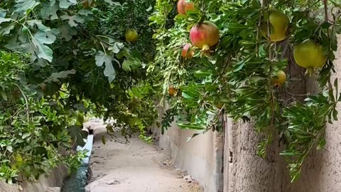 Beautiful fruit trees