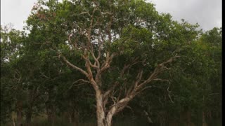 Óleo de melaleuca ( Melaleuca quinquenervia ) serve para Acnes e micose