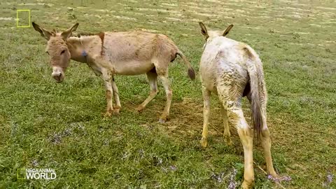 Super funny video animals/Donkey and Donkeys meeting groom each other 2 June . 2022