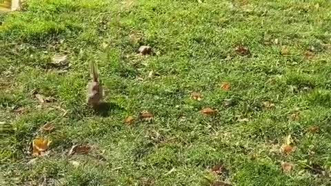 1000 SQUIRREL! ideas | squirrel, cute animals, funny animals