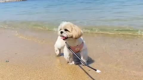 Puppy Love Beach For Playing