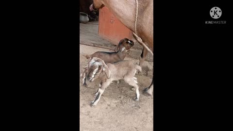 Goat new born two kids